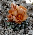 Pediocactus bradyi ssp. winkleri 01.jpg