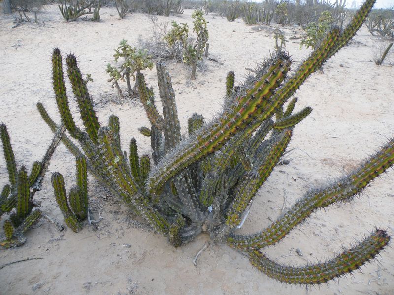Файл:Stenocereus gummosus 0.jpg