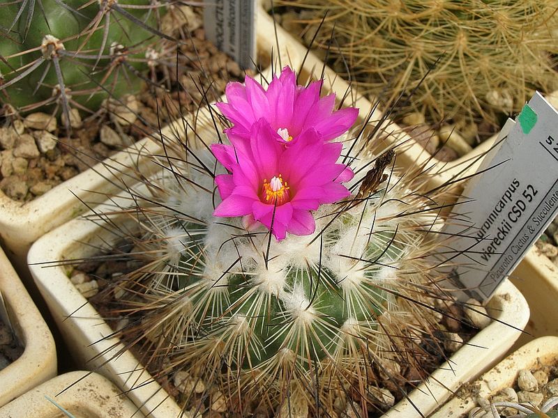 Файл:Turbinicarpus viereckii 1.jpg