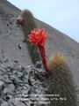 Cleistocactus acanthurus ssp. acanthurus 1.jpg