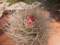 Eriosyce senilis ssp. senilis 1.jpg