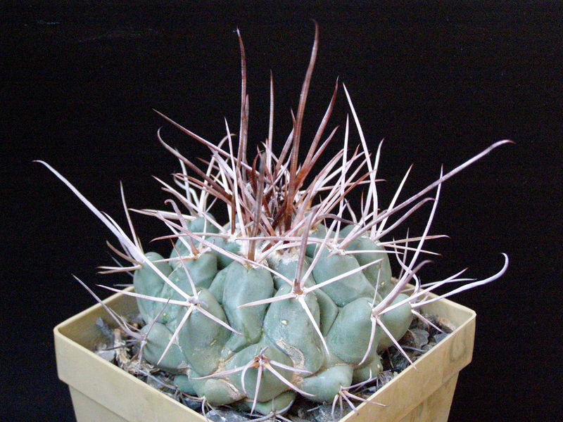 Файл:Thelocactus rinconensis var. rinconensis CZ 60.JPG