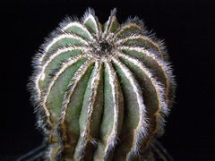 Uebelmannia pectinifera ssp. pectinifera HU 106 1 - Asensy.jpg