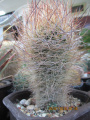 Eriosyce senilis ssp. senilis 64.jpg