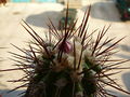 Copiapoa taltalensis ssp. taltalensis 1.jpg