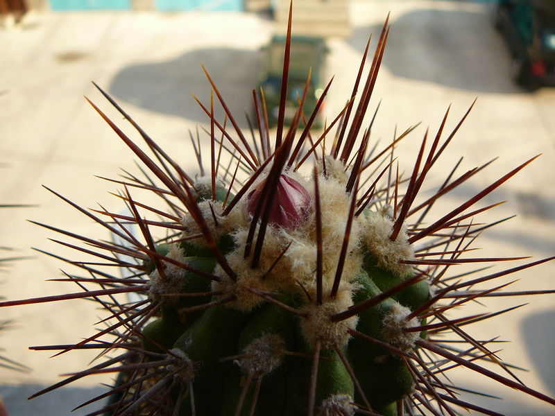 Файл:Copiapoa taltalensis ssp. taltalensis 1.jpg