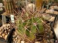 Echinopsis leucantha.jpg