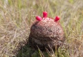 Melocactus curvispinus ssp. caesius 3.jpg