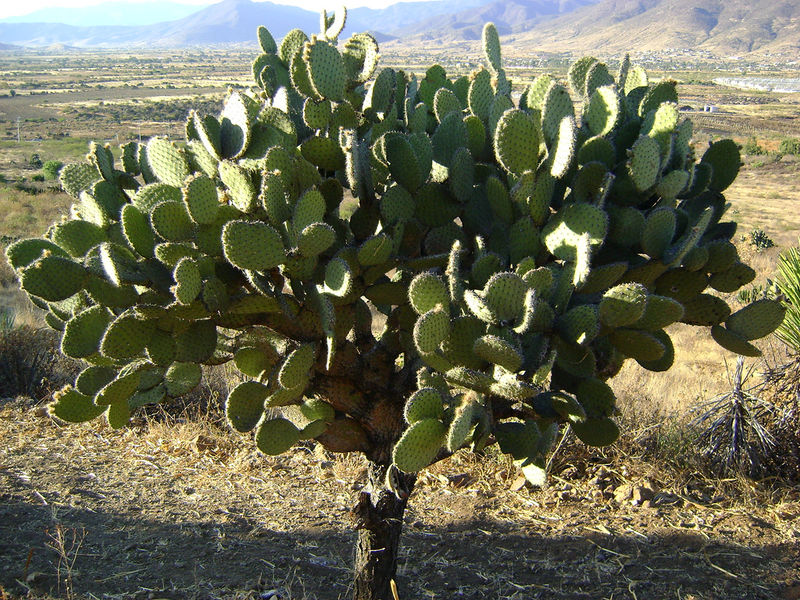 Файл:Opuntia velutina 2.jpg