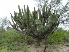 Stetsonia coryne 3.JPG