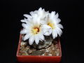 Strombocactus disciformis ssp. disciformis N2.JPG