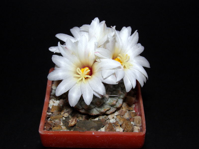 Файл:Strombocactus disciformis ssp. disciformis N2.JPG