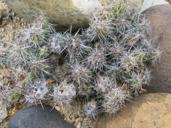 Corynopuntia moelleri 1.jpg