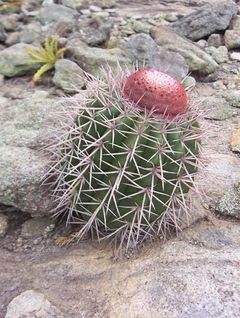 Melocactus oreas h1.jpg