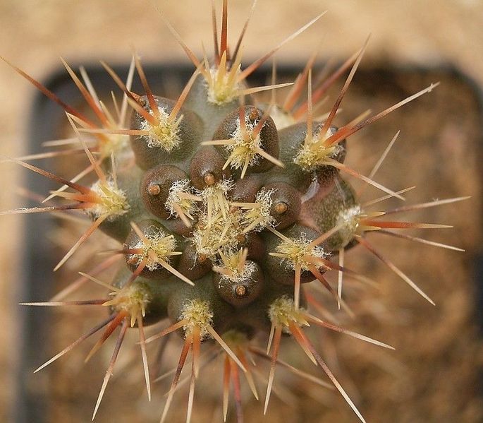 Файл:Pterocactus hickenii 93015.jpg