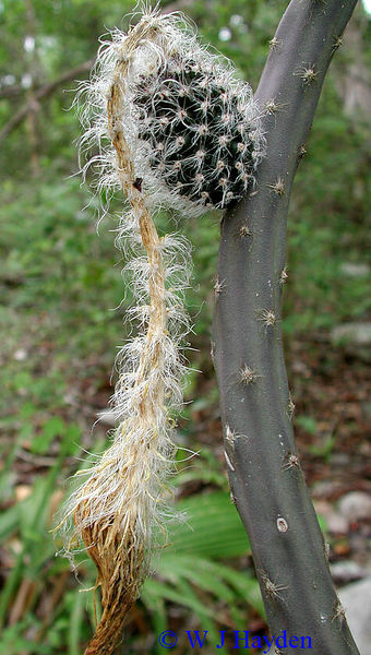Файл:Selenicereus grandiflorus ssp donkelaarii 06s.JPG