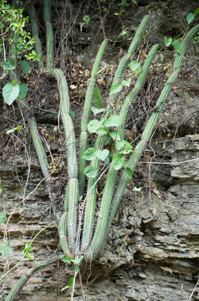 Файл:Cleistocactus dependens.jpg