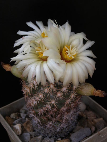 Файл:Coryphantha compacta 4.jpg