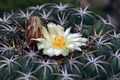 Coryphantha elephantidens bumamma 2.jpg