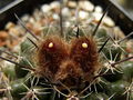 Parodia subterranea 3.jpg