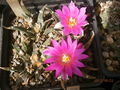 Ariocarpus agavoides 5.jpg