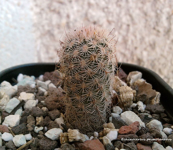 Файл:Echinocereus primolanatus 1.jpg