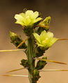 Opuntia leptocaulis 4 Gary Nored.jpg