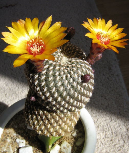 Файл:Rebutia arenacea 5.jpg