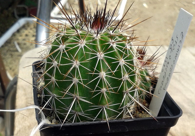 Файл:Echinocereus stoloniferus ssp. stoloniferus 1.jpg