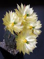 Echinocereus subinermis ssp. subinermis 1.jpg