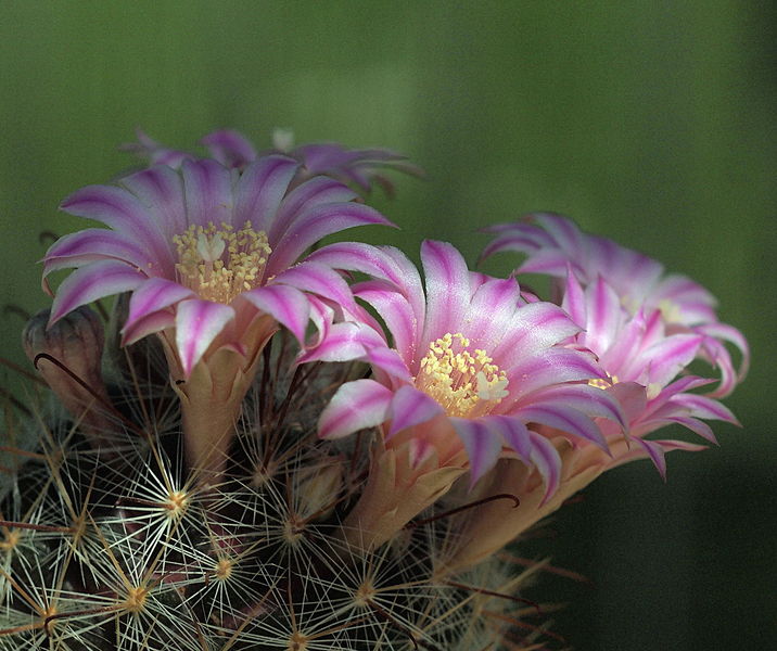 Файл:Mammillaria longiflora 1.jpg