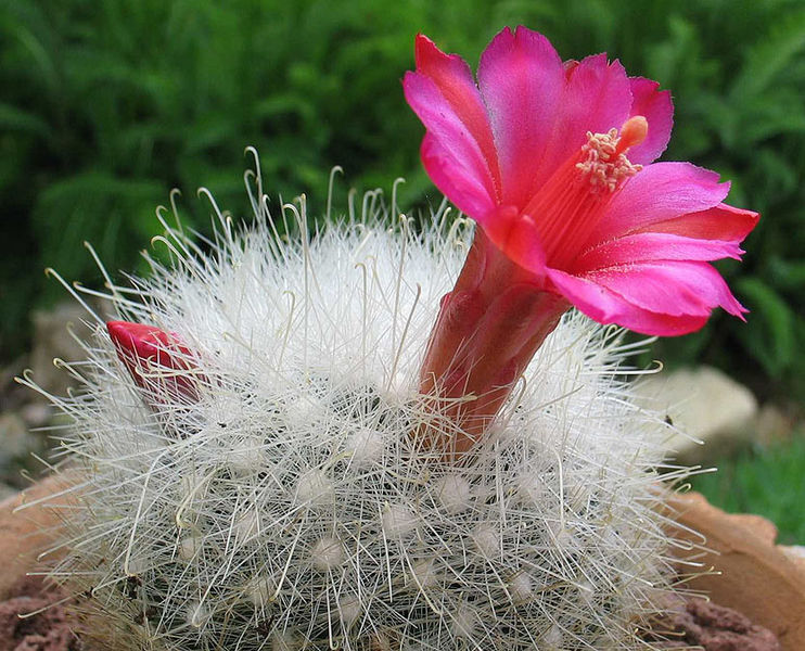 Файл:Mammillaria senilis 1.jpg