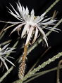 Peniocereus striatus 3.jpeg