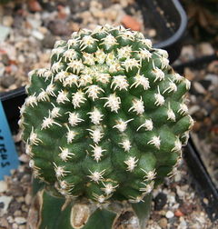 Pygmaeocereus bieblii - wikipedia.jpg