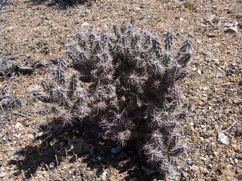 Файл:Cylindropuntia whipplei 2.jpg