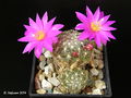 Mammillaria deherdtiana ssp. deherdtiana 2.jpg