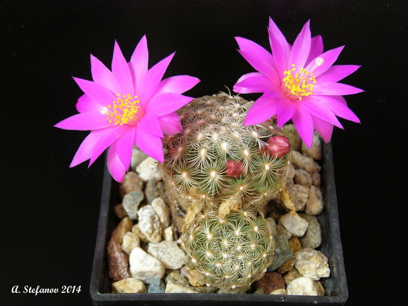 Файл:Mammillaria deherdtiana ssp. deherdtiana 2.jpg