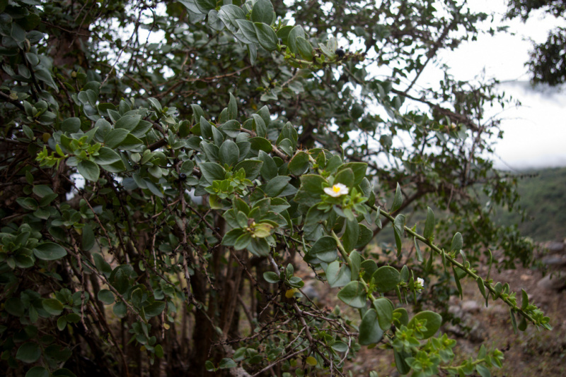 Файл:Pereskia weberiana.jpg