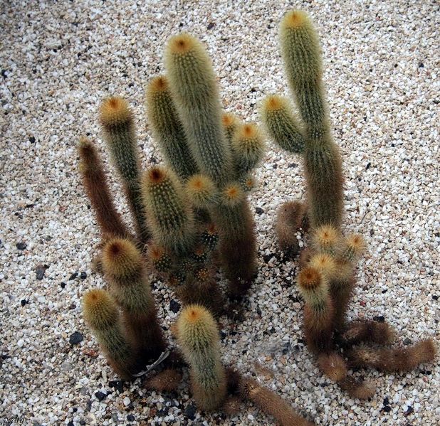 Файл:Pilosocereus chrysostele 1h.jpg