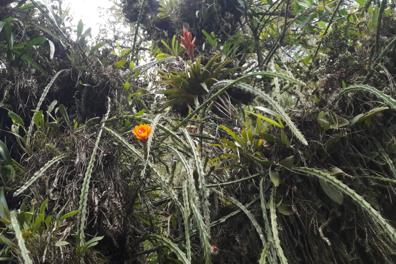 Файл:Disocactus aurantiacus.jpg