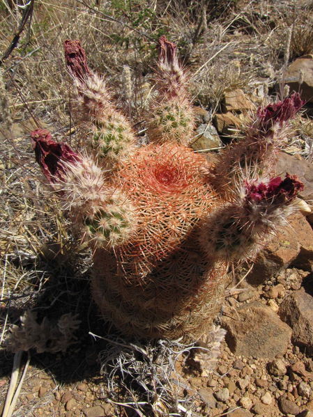 Файл:Echinocereus rigidissimus 4h.jpg