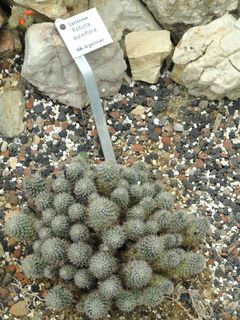 Rebutia einsteinii ssp. aureiflora 2.jpg