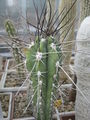 Stetsonia coryne var.procera.jpg