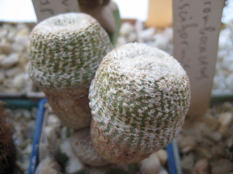 Файл:Yavia cryptocarpa.jpg