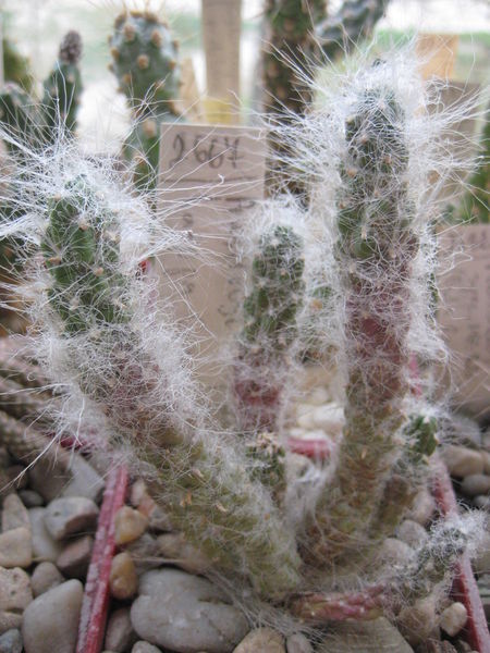 Файл:Austrocylindropuntia lagopus Cuzco.jpg