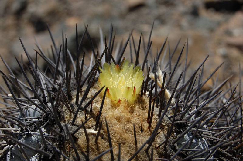 Файл:Copiapoa calderana ssp. atacamensis.jpg