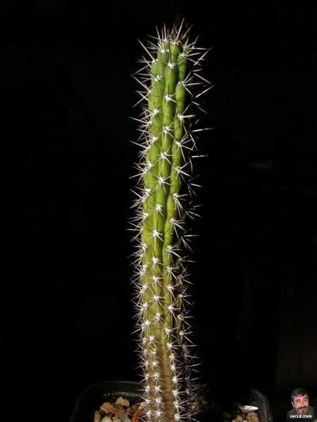 Файл:Harrisia tetracantha.jpg