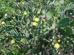 Opuntia arechavaletae.jpg