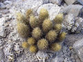 Achargma roseana ssp. galeananse hb.jpg