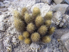 Achargma roseana ssp. galeananse hb.jpg